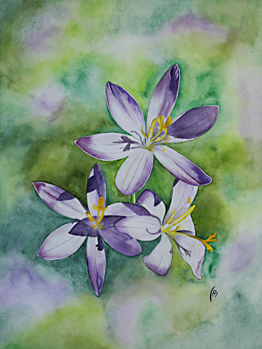 Krokusse